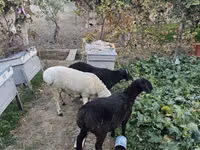 公羊, Sheep — 照片 1