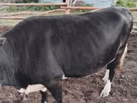 بقرة, Russian Black pied cattle — الصورة 6