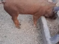 Boar — photo 6