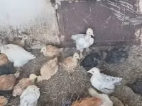 Chickens — photo 4