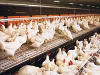 Premixuri pentru animale şi păsări — photo 1