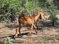 母山羊, Goats — 照片 6