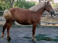 Iapă, Haflinger — foto 4