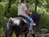 Cheval, Black Sea breed — photo 4
