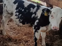 Kuh, Russian Black pied cattle — Foto 2