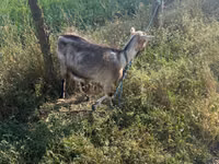 Goat, Nubian Goat — photo 3