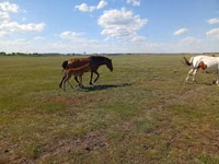 Jument, Kinsky horse — photo 2