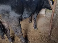 Taureau, Aberdeen-Angus — photo 1