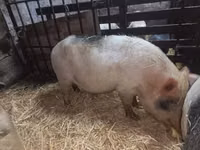 母猪, Pigs — 照片 1