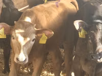 Bovins (lot, sexe non indiqué), Simmental cattle — photo 6