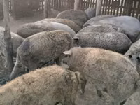 Scroafă — foto 1