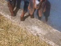 تيس, Kamori goats — الصورة 5