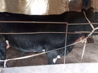 Bulle, Aberdeen-Angus — Foto 5