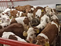 Buğa, Simmental cattle — foto 2