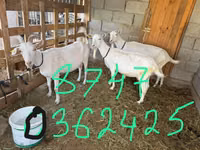 Capră, Saanen goat — foto 2
