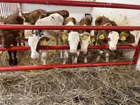 أبقار (دفعة، الجنس غير محدد), Simmental cattle — الصورة 1