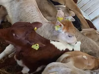公牛, Cattle — 照片 4