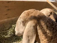 Schaf, Arashan sheep — Foto 1