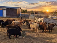 母羊, Sheep — 照片 1