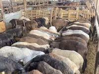 نعجة, Krasnoyarsk sheep — الصورة 3