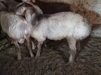 Oveja, Ovejas — foto 4