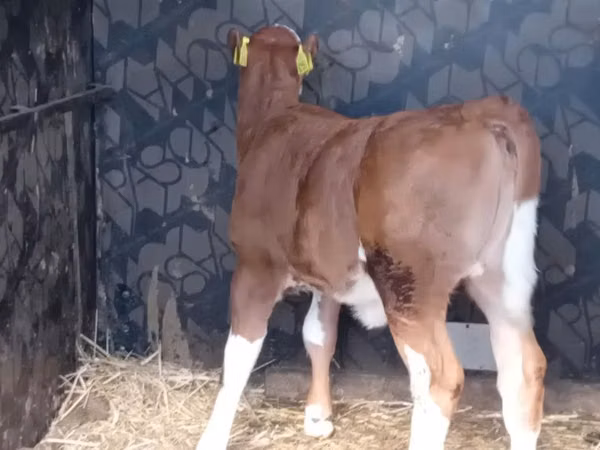 İribuynuzlu mal-qara (partiya, cinsi göstərilməyib), Simmental cattle