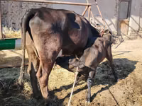 Vaca, Swedish red cattle — foto 3