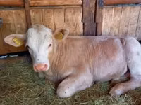 Buqa, Simmental cattle — 2-rasm