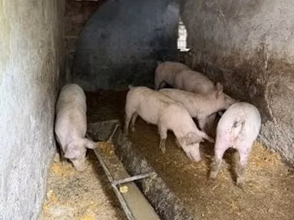 Vier, Porci