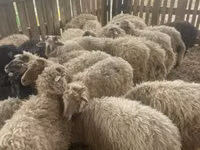 Moutons (lot, sexe non indiqué), Suffolk sheep — photo 2