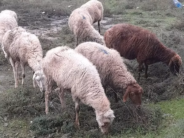 母羊, Sheep