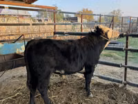 Bou, Simmental cattle — foto 7
