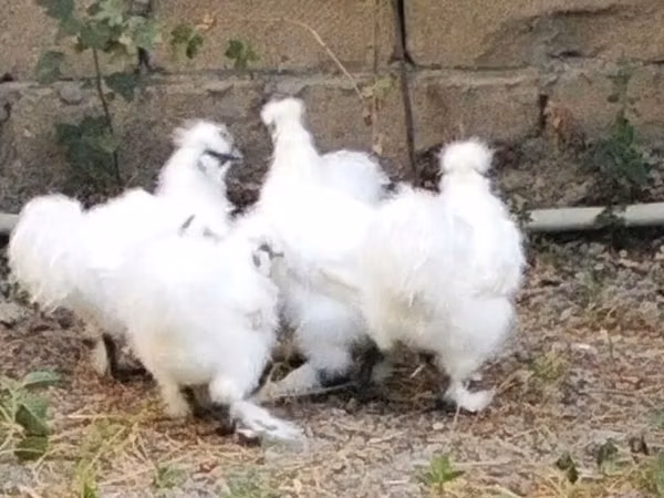 Silkie