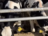 Cow, Russian Black pied cattle — photo 5