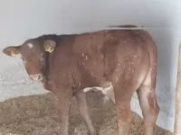 Toro, Vaca Limousin — foto 2