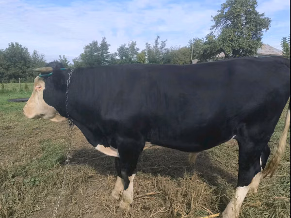 Bulle, Russian Black pied cattle — Republik Moldau