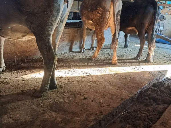 بقرة, الماشية