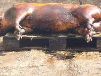 Vind carne de porc de casa crescut cu resturi de la gradinite — 5-rasm