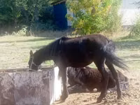 Madyan, Atlar — foto 3