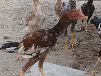 Chickens — photo 6