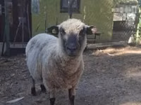 मेढ़ा, Shroshire sheep — फ़ोटो 1