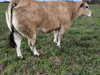 Toro, Partenaise cattle — foto 4