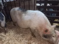 母猪, Pigs — 照片 2