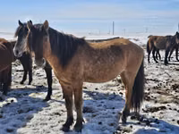 At, Mugalzhar horse — foto 2