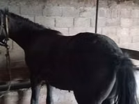 公马, Horses — 照片 2