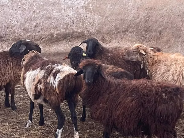 كبش, Kazakh fat-tailed coarsewool sheep