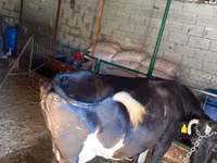 Kuh, Russian Black pied cattle — Foto 2