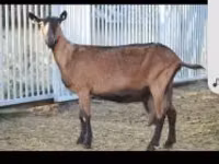 Capră, Alpine goat — foto 1