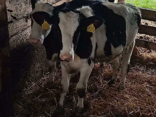 بقرة, Russian Black pied cattle