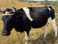 Sigir, Russian Black pied cattle — 1-rasm